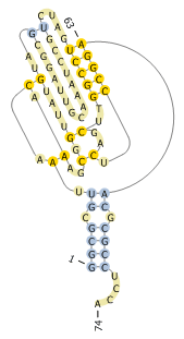 E. coli Cysteiny1-tRNA